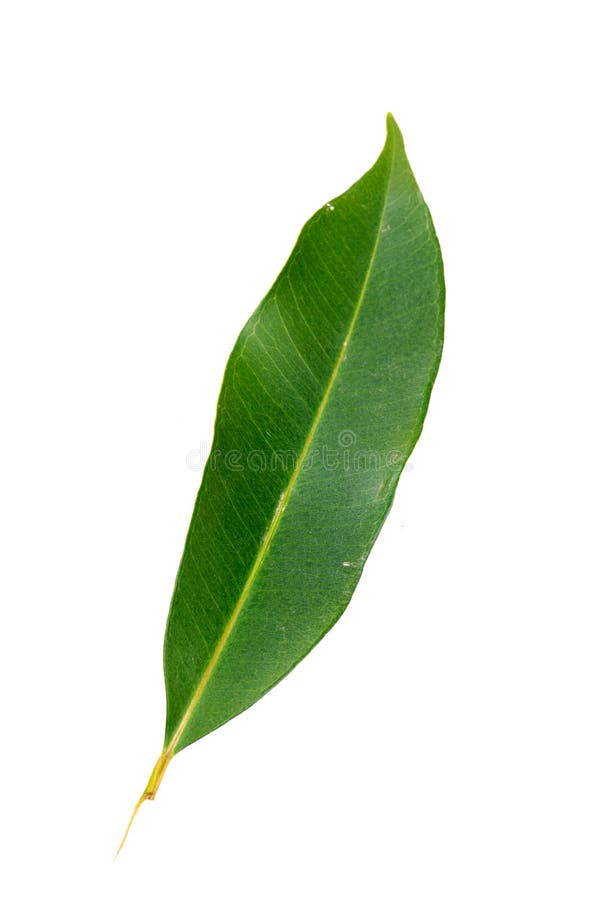 Feuille de mangue image libre de droits Feuille de mangue image libre de droits