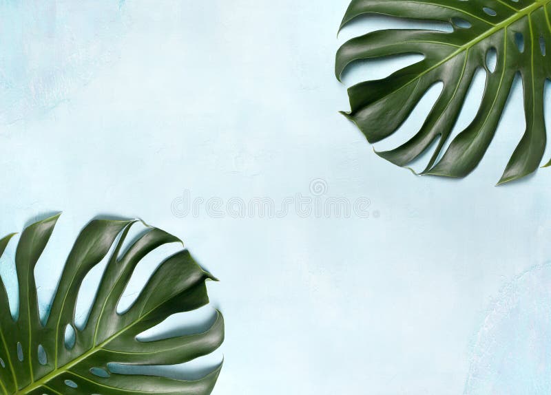 Feuille de Monstera image libre de droits Feuille de Monstera image libre de droits