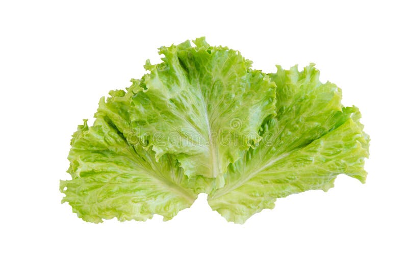 Feuille de salade Laitue d'isolement sur le fond blanc avec la coupure photographie stock Feuille de salade Laitue d'isolement sur le fond blanc avec la coupure photographie stock