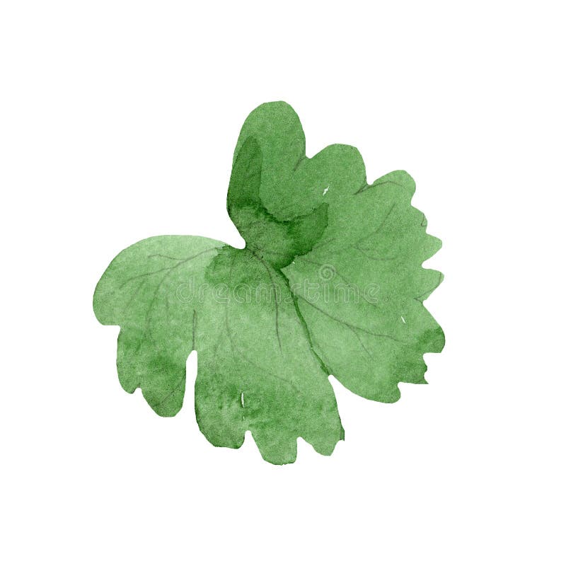 Feuille de vert d'aquarelle de fleur bleue d'ancolie Fleur botanique florale Élément d'isolement d'illustration illustration stock Feuille de vert d'aquarelle de fleur bleue d'ancolie Fleur botanique florale Élément d'isolement d'illustration illustration stock