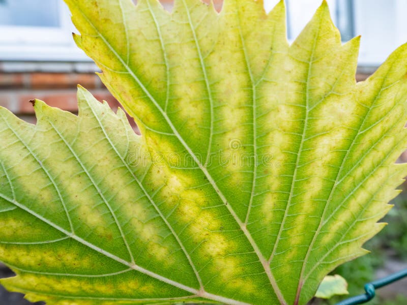Feuille des raisins avec le plan rapproché de chlorose image libre de droits