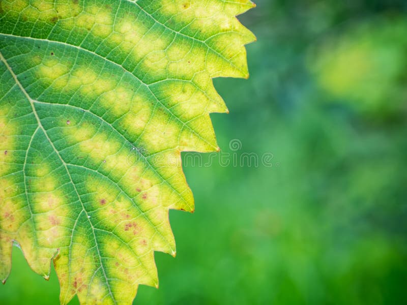 Feuille de vigne avec chlorose, gros plan photo stock