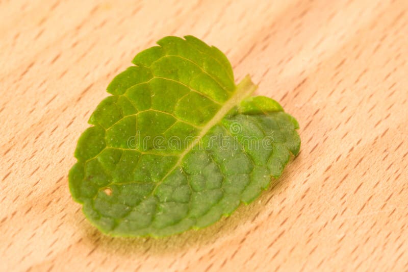 Download Feuille en bon état image stock. Image du lame, vert - 45356885