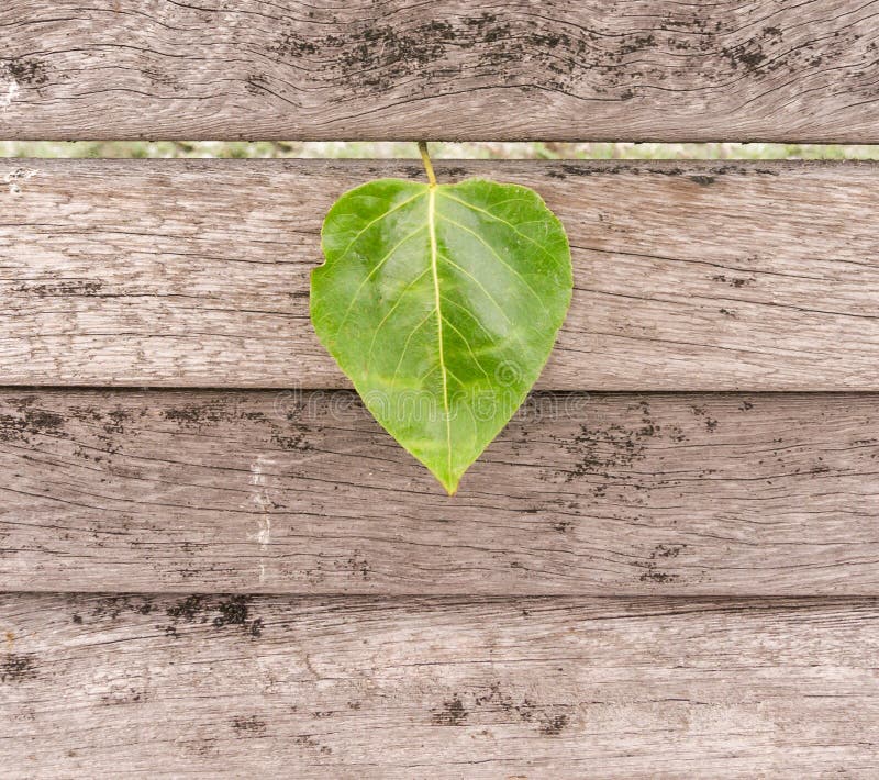 Feuille en forme de coeur sur le bois photographie stock libre de droits Feuille en forme de coeur sur le bois photographie stock libre de droits