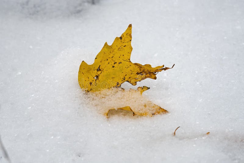 Feuille jaune fraîchement tombée d'arbre d'érable à sucre dans la première neige de l'année image stock Feuille jaune fraîchement tombée d'arbre d'érable à sucre dans la première neige de l'année image stock