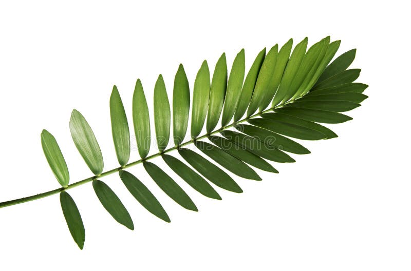 Feuille mexicaine de cycad d'isolement sur le fond blanc image libre de droits Feuille mexicaine de cycad d'isolement sur le fond blanc image libre de droits