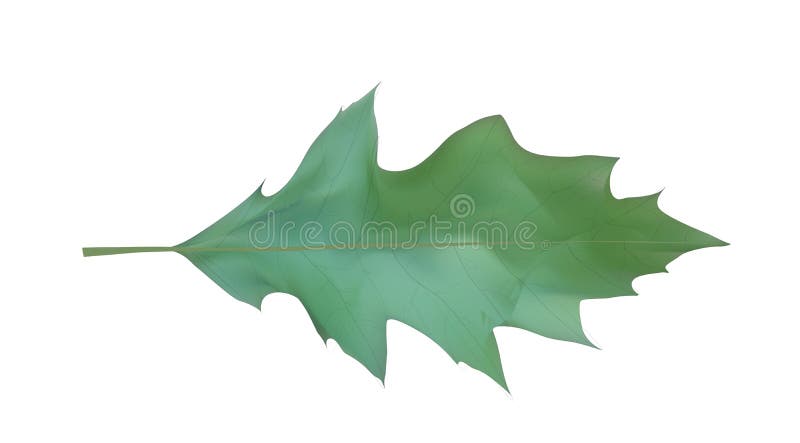 Feuille naturaliste colorée de chêne Illustration de vecteur illustration libre de droits Feuille naturaliste colorée de chêne Illustration de vecteur illustration libre de droits