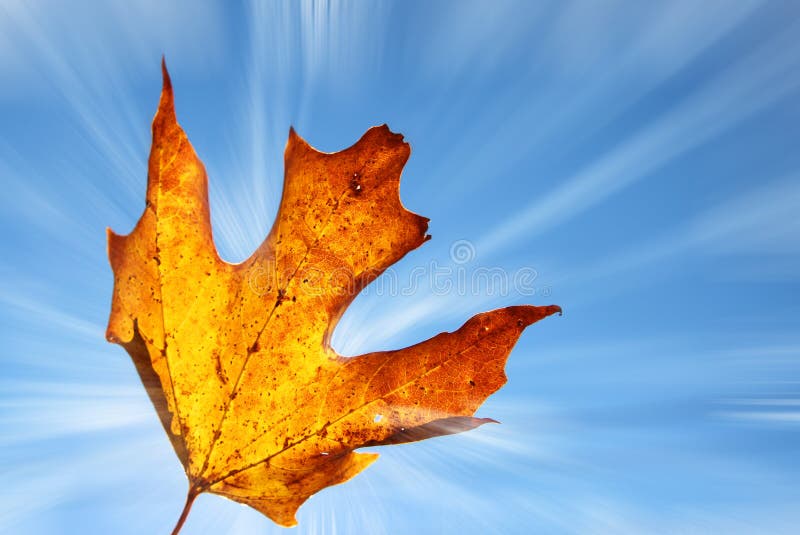 Feuille orange avec des rayons de soleil photographie stock libre de droits Feuille orange avec des rayons de soleil photographie stock libre de droits