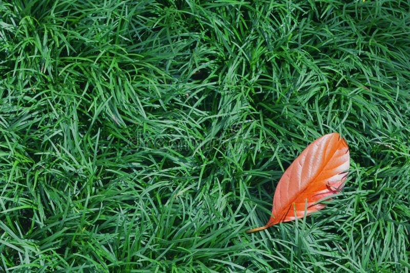 Feuille orange tombée sur l'herbe verte images stock Feuille orange tombée sur l'herbe verte images stock