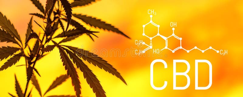Feuille organique CBD de cannabis Concept de médecine parallèle de fines herbes, huile de CBD, industrie pharmaceptical Écologiqu illustration libre de droits Feuille organique CBD de cannabis Concept de médecine parallèle de fines herbes, huile de CBD, industrie pharmaceptical Écologiqu illustration libre de droits