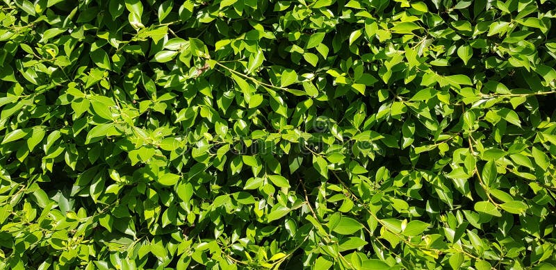 Feuille ou fond verte étroite de verdure photos stock