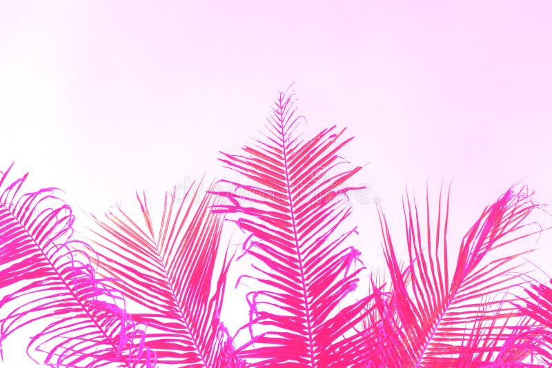 Feuille rose lumineuse de palmier de Cocos sur le fond de ciel Le rose de paume a modifié la tonalité la photo images libres de droits Feuille rose lumineuse de palmier de Cocos sur le fond de ciel Le rose de paume a modifié la tonalité la photo images libres de droits