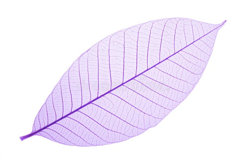 Feuille squelettique décorative pourpre images stock Feuille squelettique décorative pourpre images stock