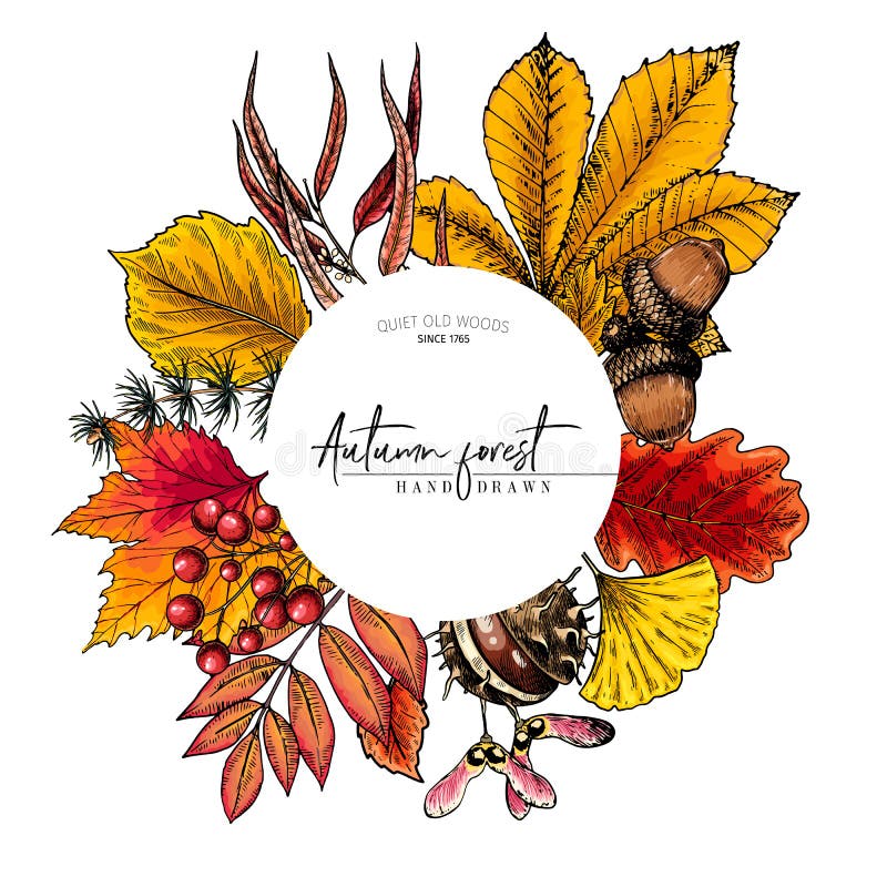 Feuille tir?e par la main d'automne Feuilles colorées d'arbre de vecteur Folliage de for?t de chute Érable, chêne, châtaigne, bou illustration libre de droits Feuille tir?e par la main d'automne Feuilles colorées d'arbre de vecteur Folliage de for?t de chute Érable, chêne, châtaigne, bou illustration libre de droits