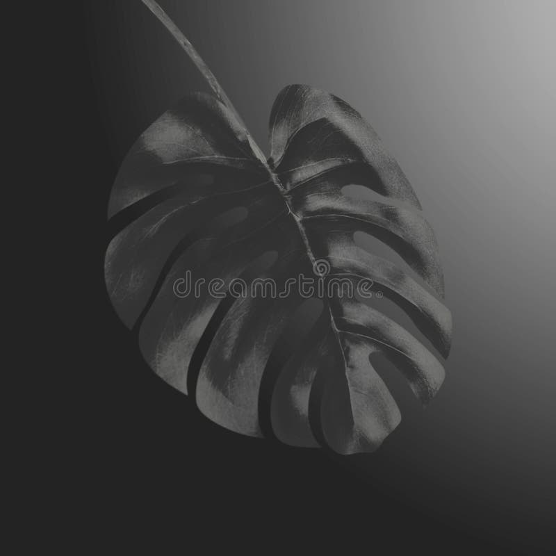 Feuille tropicale noire de Monstera au fond noir de gradient Conception botanique exotique créative Calibre pour le luxe et le ch illustration de vecteur Feuille tropicale noire de Monstera au fond noir de gradient Conception botanique exotique créative Calibre pour le luxe et le ch illustration de vecteur