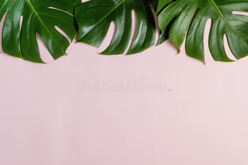 Feuille tropicale verte fraîche de Monstera sur le fond rose avec l'espace de copie, vue supérieure image stock Feuille tropicale verte fraîche de Monstera sur le fond rose avec l'espace de copie, vue supérieure image stock