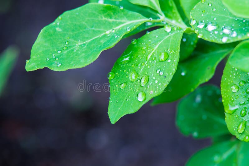 Feuille verte d'isolement avec Waterdrops images stock Feuille verte d'isolement avec Waterdrops images stock