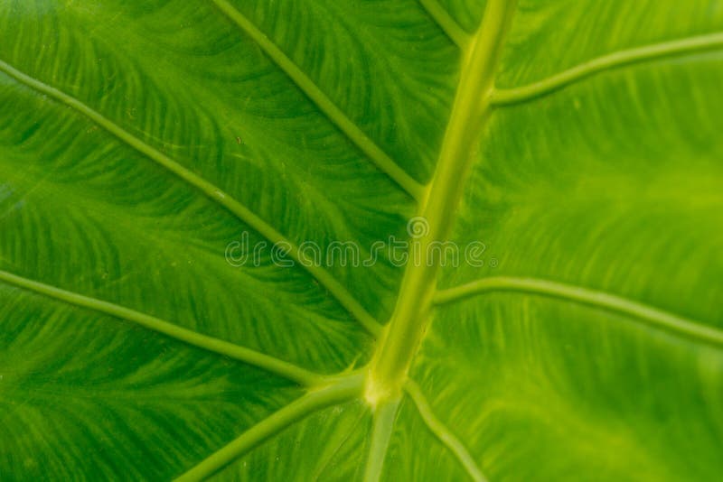 Feuille verte de Colocasia esculenta ou d'usine d'oreille d'éléphant photographie stock libre de droits Feuille verte de Colocasia esculenta ou d'usine d'oreille d'éléphant photographie stock libre de droits
