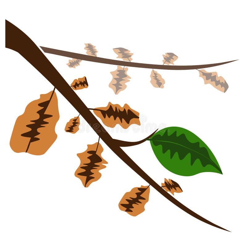Feuille verte et vecteur sec de feuilles illustration libre de droits Feuille verte et vecteur sec de feuilles illustration libre de droits
