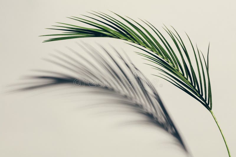 Feuille verte exotique et son ombre sur le fond clair image libre de droits Feuille verte exotique et son ombre sur le fond clair image libre de droits