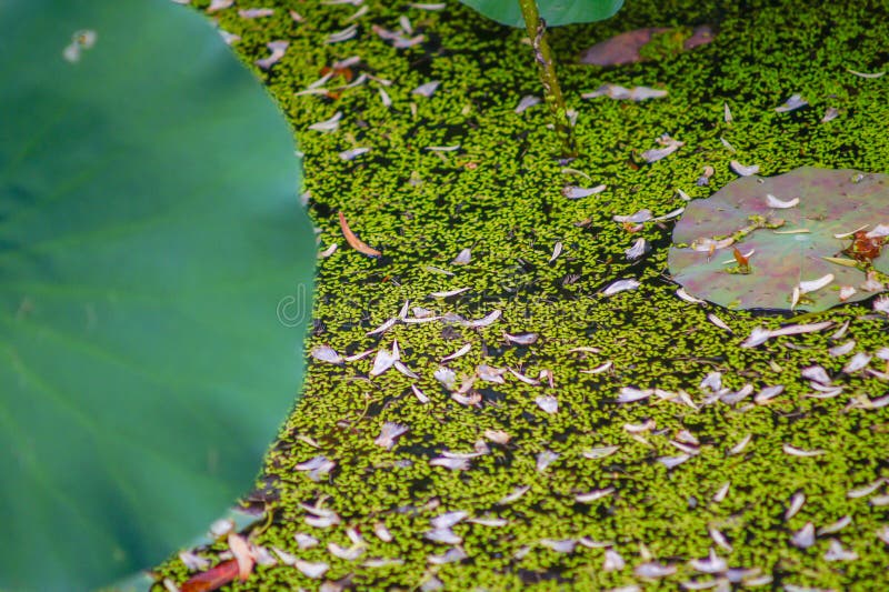Petite feuille verte sur l'eau avec une feuille de fleur de caroubier image stock