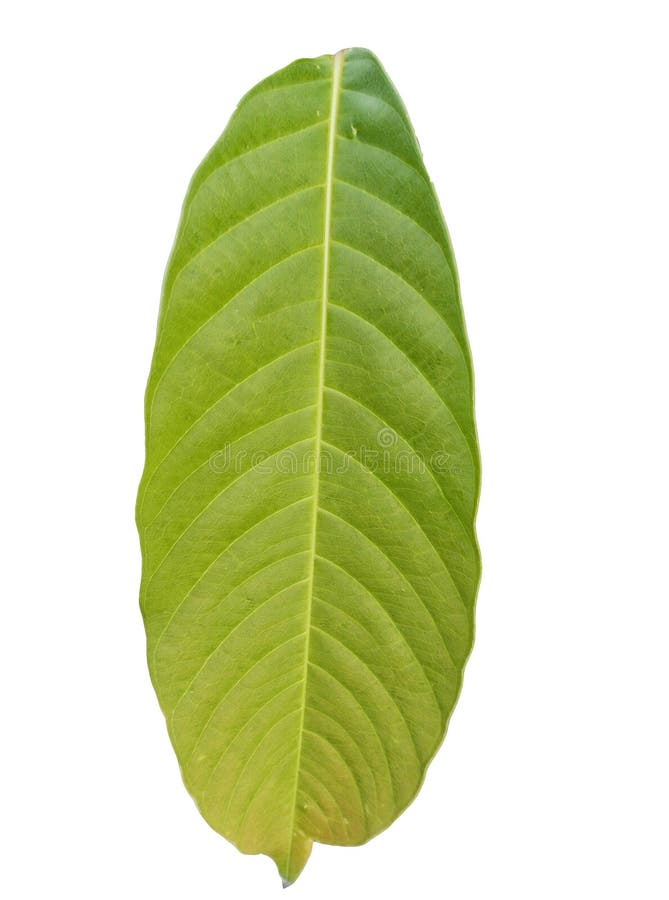 Feuille verte verticale de feuillage avec l'espace de copie d'isolement sur les milieux blancs illustration stock Feuille verte verticale de feuillage avec l'espace de copie d'isolement sur les milieux blancs illustration stock