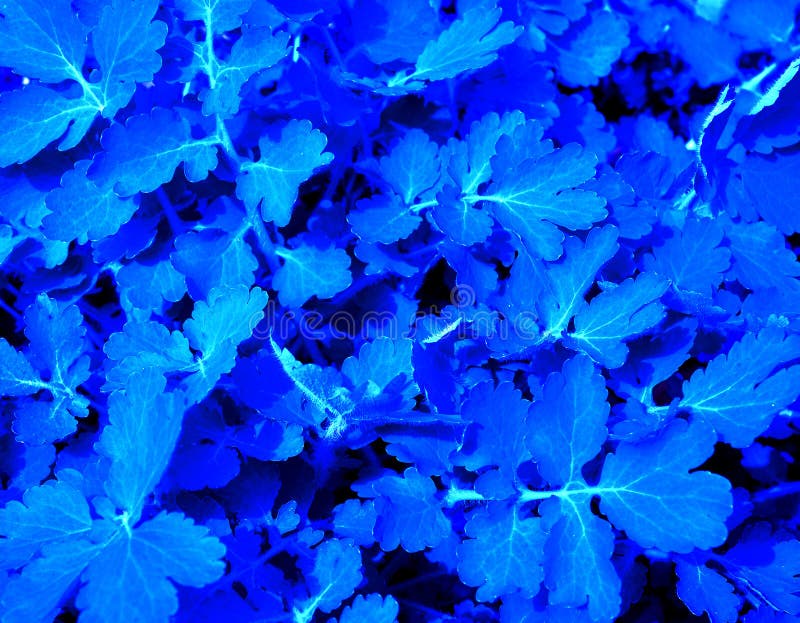 Feuilles bleues pour le fond photos stock Feuilles bleues pour le fond photos stock