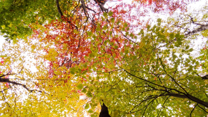 Feuilles colorées de beaucoup de hautes cimes d'arbre photos stock Feuilles colorées de beaucoup de hautes cimes d'arbre photos stock