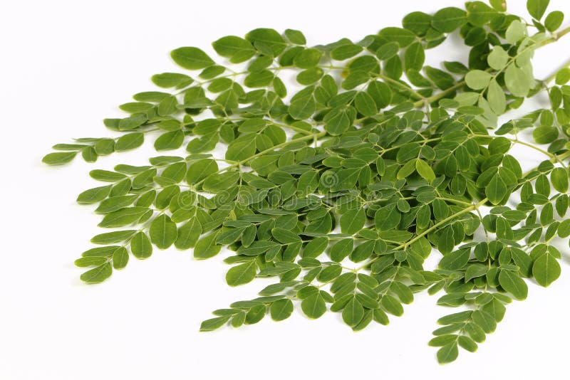 Feuilles comestibles de moringa ou feuilles de pilon images stock Feuilles comestibles de moringa ou feuilles de pilon images stock