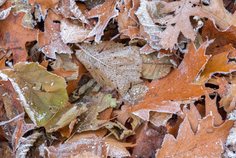 Feuilles congelées couvertes de gelée images stock Feuilles congelées couvertes de gelée images stock