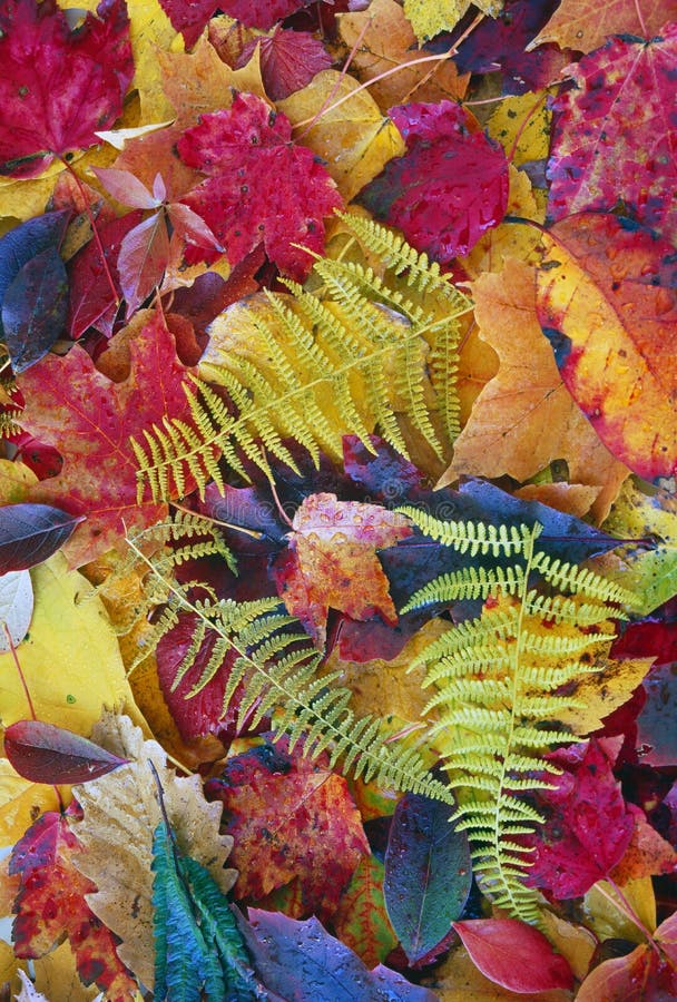 Feuilles d'automne photos stock Feuilles d'automne photos stock