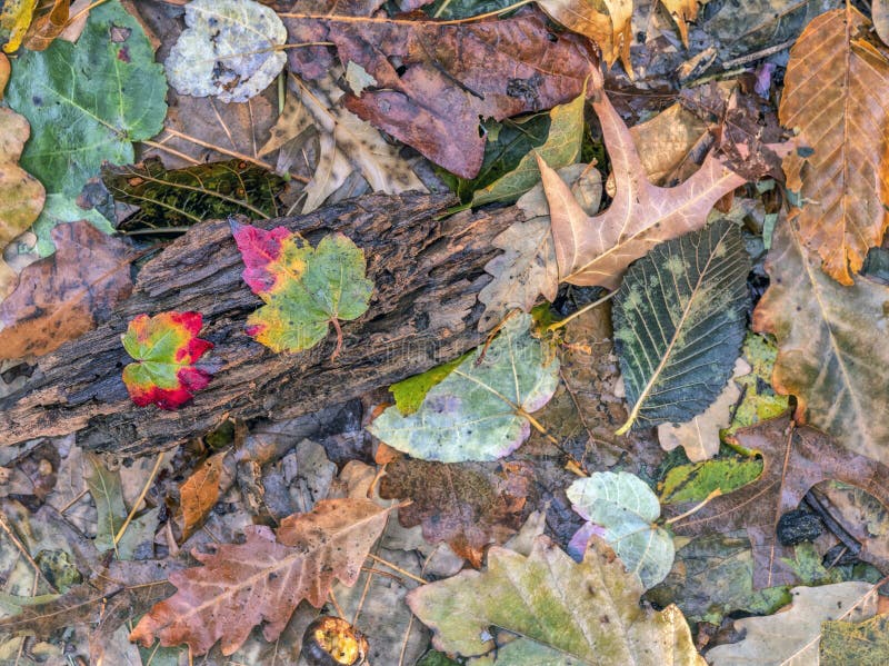 Feuilles d'automne après pluie photographie stock libre de droits Feuilles d'automne après pluie photographie stock libre de droits