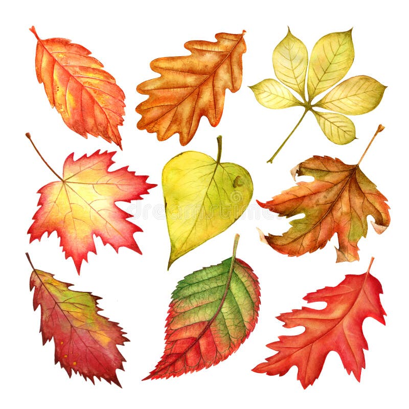 Feuilles d'automne colorées de belle aquarelle d'isolement sur le fond blanc illustration libre de droits