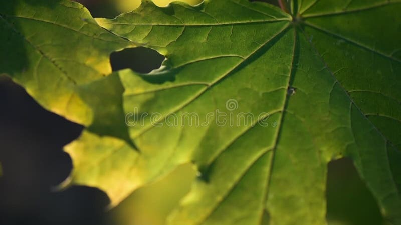 Feuilles d'automne dans la macro photo de la forêt banque de vidéos