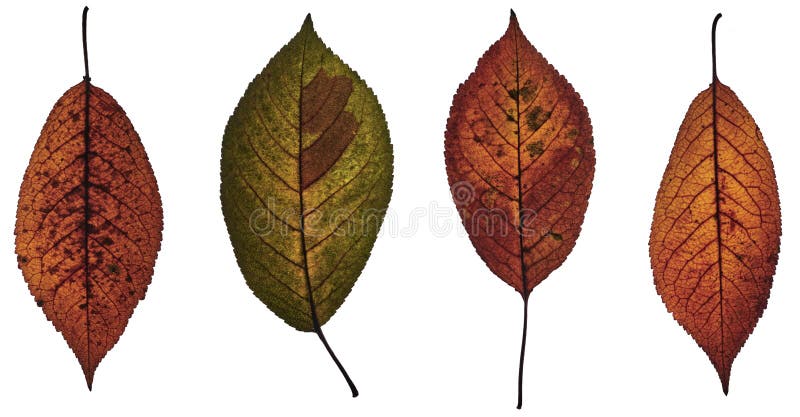 Feuilles d'automne - de haute résolution photos stock Feuilles d'automne - de haute résolution photos stock