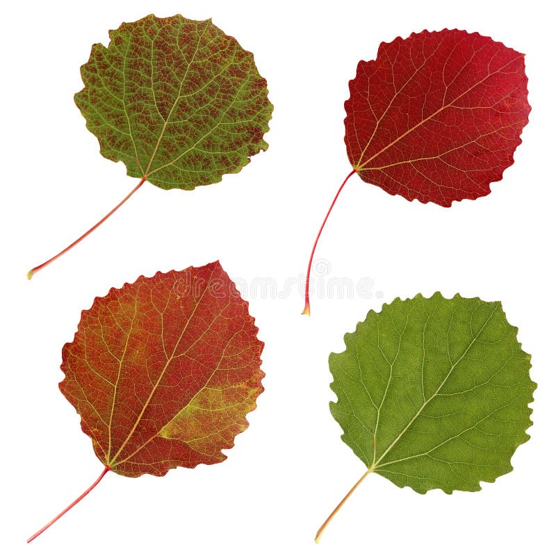 Feuilles d'automne de tremble, isolat image libre de droits Feuilles d'automne de tremble, isolat image libre de droits