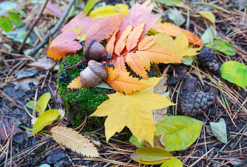 Download Feuilles D'automne Et Glands Colorés Photo stock - Image du baies, botanique: 76084094