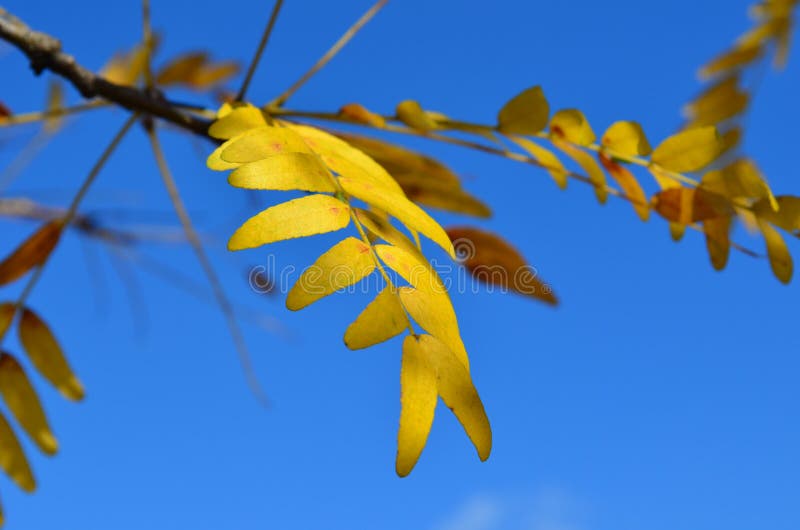 Feuilles d'automne jaunes d'arbre de Honey Locust de rayon de soleil photos libres de droits Feuilles d'automne jaunes d'arbre de Honey Locust de rayon de soleil photos libres de droits