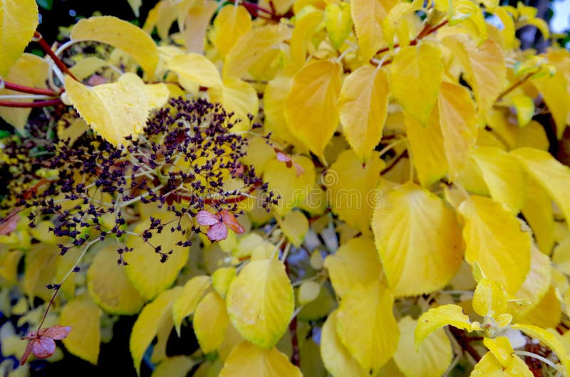 Feuilles d'automne jaunes d'hortensia de s'élever image libre de droits Feuilles d'automne jaunes d'hortensia de s'élever image libre de droits