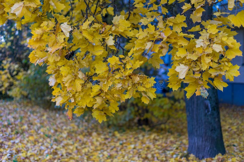 Feuilles d'automne jaunes sur les branches d'érable