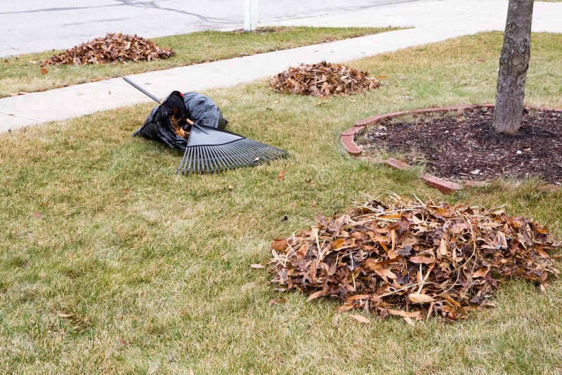 Feuilles d'automne ratissées sur une pelouse fauchée dans un jardin image libre de droits