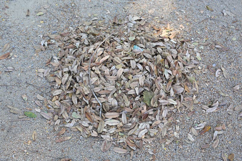 Feuilles d'automne réduits de pile dans le parc image libre de droits