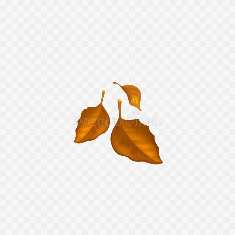 Feuilles d'automne sur fond transparent photo libre de droits