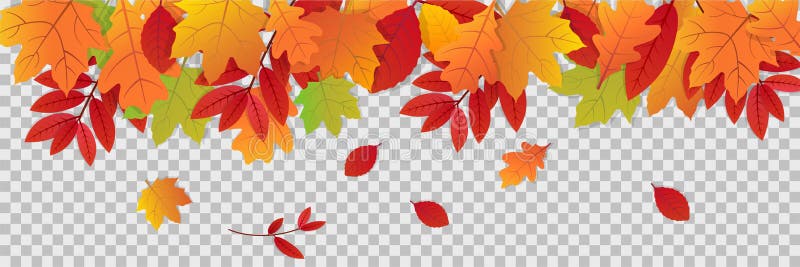 Feuilles d'automne sur le fond transparent. Illustration de chute avec la bannière feuille colorée. Collection de feuilles rouges illustration libre de droits