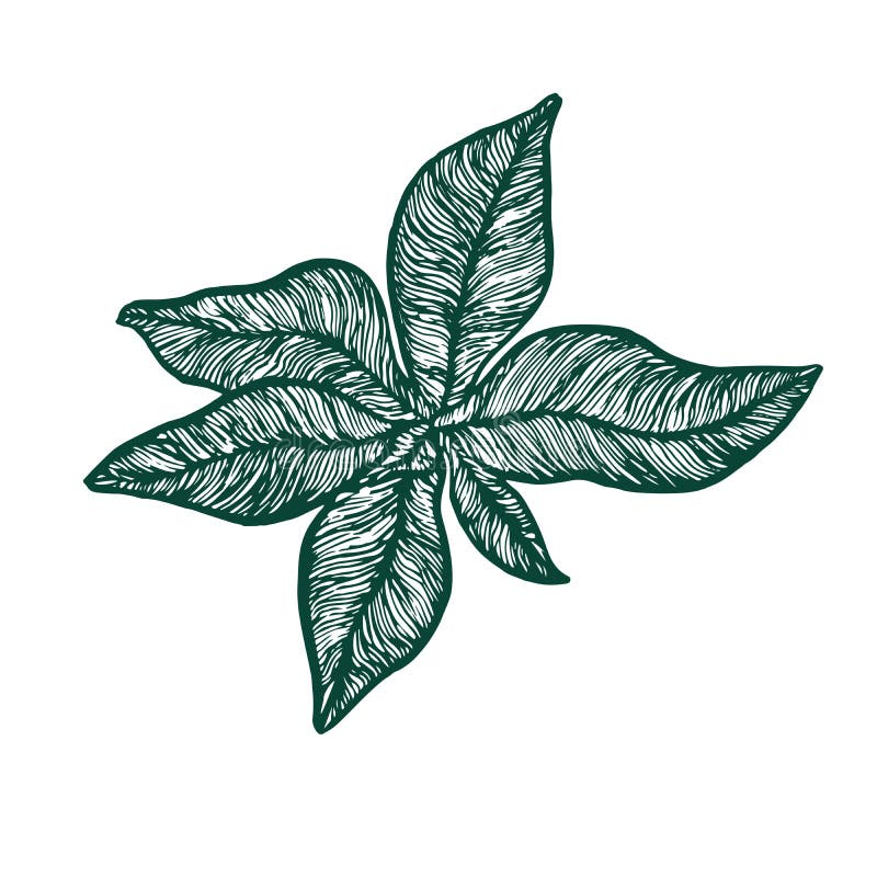 Feuilles d'usine d'officinale de Symphytum premières, conception de style de gravure sur bois, griffonnage tiré par la main, croq illustration de vecteur Feuilles d'usine d'officinale de Symphytum premières, conception de style de gravure sur bois, griffonnage tiré par la main, croq illustration de vecteur