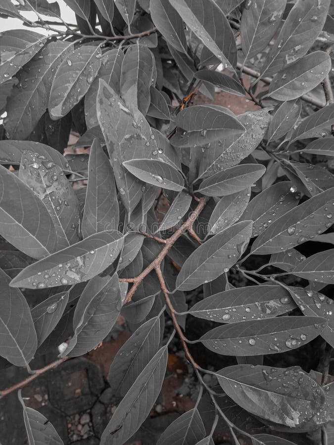 Feuilles dans le jardin. Vue sur les feuilles du jardin