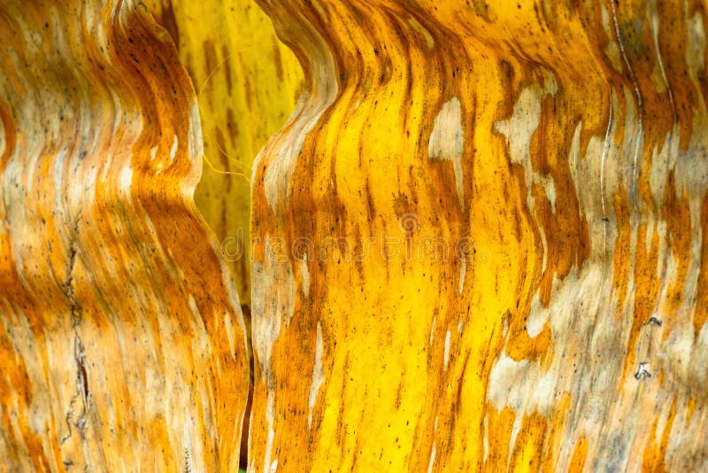 Feuilles de banane de modèles et de textures, vert, jaune coloré et sec Plan rapproché du fond f sélectif d'abrégé sur texture de photographie stock libre de droits Feuilles de banane de modèles et de textures, vert, jaune coloré et sec Plan rapproché du fond f sélectif d'abrégé sur texture de photographie stock libre de droits