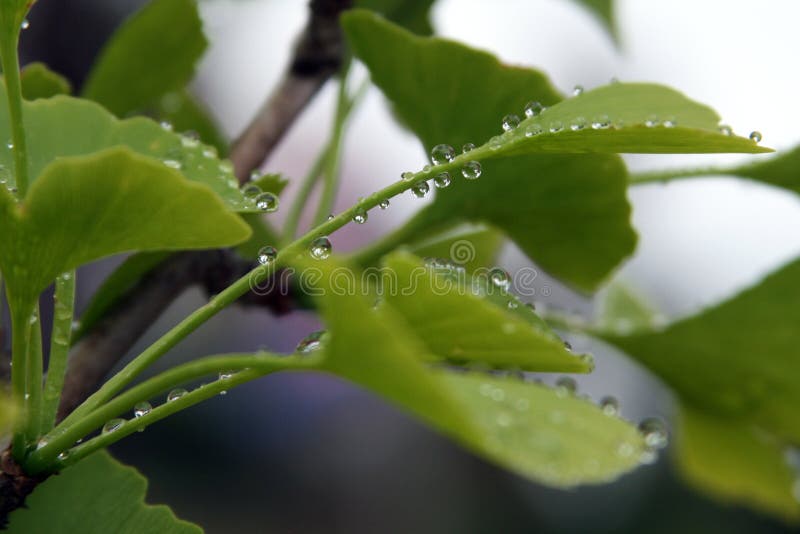 Feuilles de Biloba de Ginkgo avec des baisses de pluie photos stock Feuilles de Biloba de Ginkgo avec des baisses de pluie photos stock