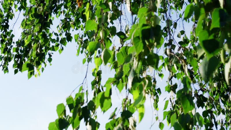 Feuilles de bouleau vert sur des branches minces agitées par le vent léger
