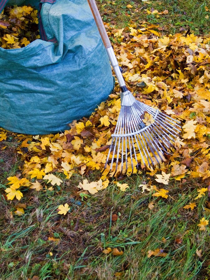 Feuilles de chute images stock Feuilles de chute images stock